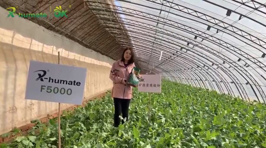 humate factory humate manufacture humic factory